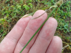 Cyperus sesquiflorus