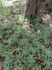 Cyperus albostriatus