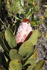 Protea speciosa