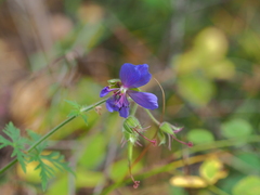 Geranium transbaicalicum