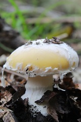 Amanita toxica