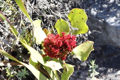Protea witches broom phytoplasma