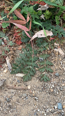 Erodium cicutarium
