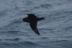 Procellariidae