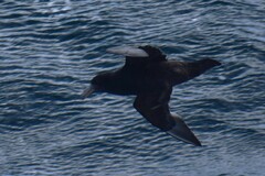 Macronectes giganteus