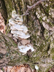 Rigidoporus populinus