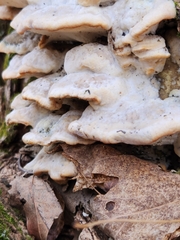 Rigidoporus populinus