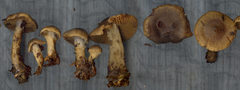 Cortinarius betuletorum