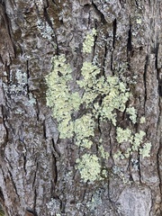 Flavoparmelia caperata