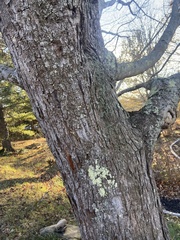 Flavoparmelia caperata