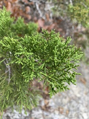 Juniperus ashei