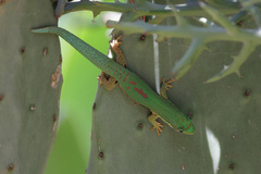 Phelsuma lineata