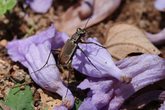 Cicindela
