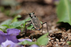 Cicindela