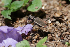 Cicindela