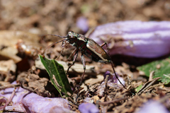 Cicindela