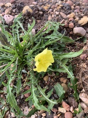 Oenothera flava