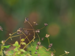 Thalictrum
