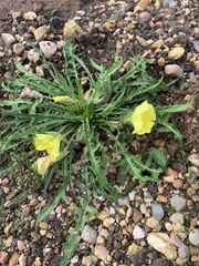 Oenothera flava