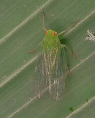 Cuernavaca herbida
