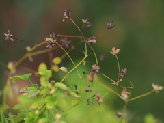 Thalictrum