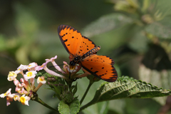 Acraea zitja
