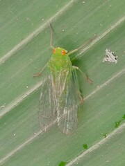 Cuernavaca herbida