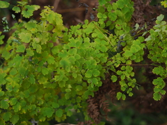 Thalictrum
