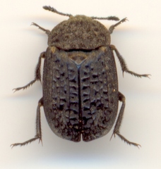 Thanatophilus rugosus
