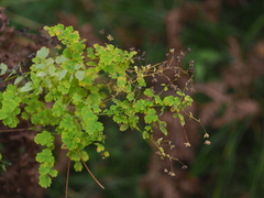 Thalictrum