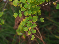 Thalictrum