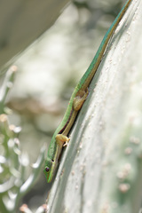 Phelsuma lineata