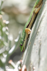 Phelsuma lineata