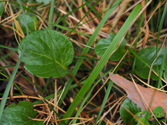 Pyrola asarifolia