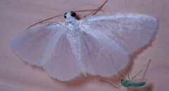 Lomographa vestaliata