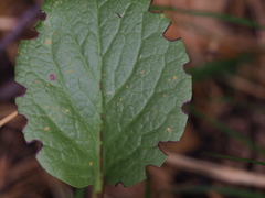 Pyrola asarifolia
