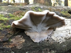 Amylocystis lapponica