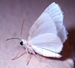 Lomographa vestaliata