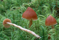 Cortinarius tenuifulvescens