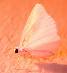 Lomographa vestaliata