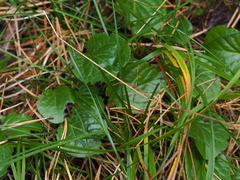 Pyrola asarifolia