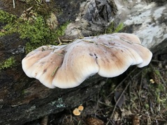 Amylocystis lapponica