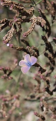 Leptotes trigemmatus