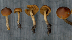 Cortinarius parvoacetosus