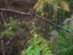 Aconitum septentrionale