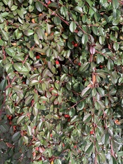 Cotoneaster