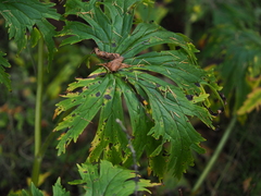 Aconitum septentrionale