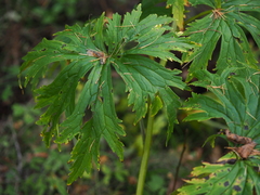 Aconitum septentrionale