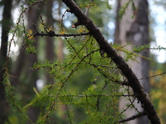 Larix sibirica