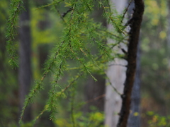 Larix sibirica